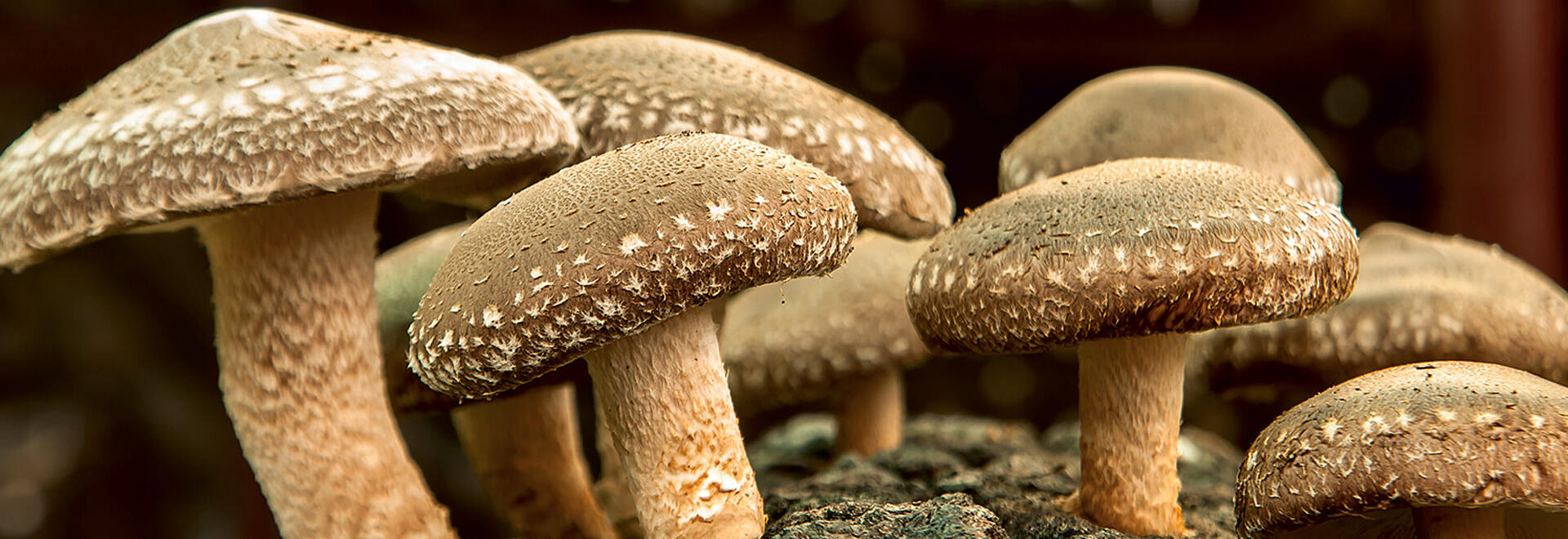 Shiitake wood mushrooms